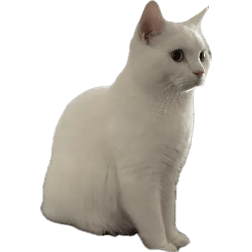 Palo mascot
